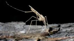 Malarija komar in nevarnost njegovega ugriza